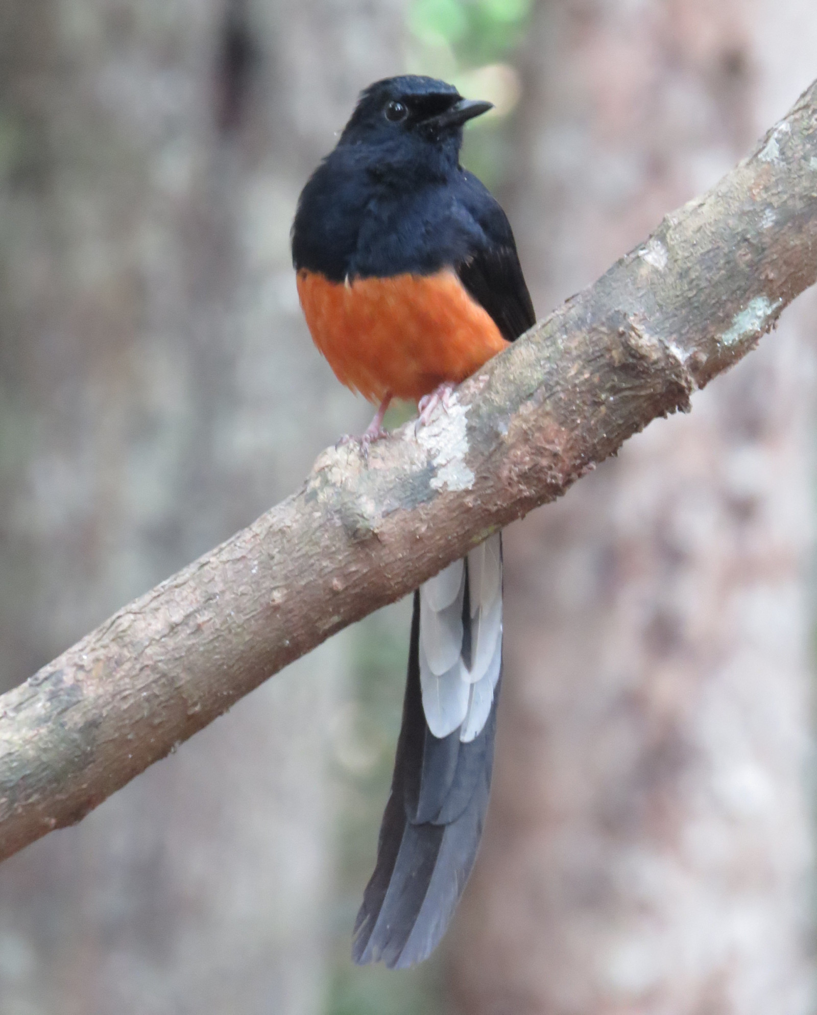 image White-rumped Shama